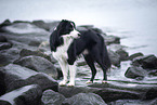 adult Border Collie