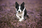 adult Border Collie