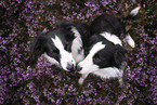 2 Border Collie