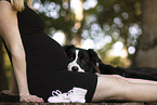 adult Border Collie