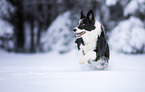 adult Border Collie