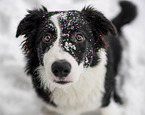 adult Border Collie