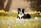 adult Border Collie