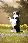 adult Border Collie