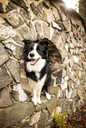 adult Border Collie