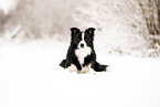 adult Border Collie