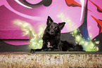 adult Border Collie