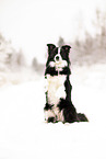 adult Border Collie