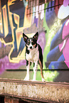 adult Border Collie