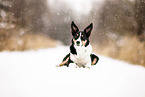 adult Border Collie