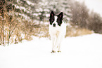 adult Border Collie