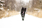 adult Border Collie