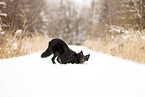 adult Border Collie