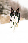 adult Border Collie