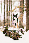 adult Border Collie