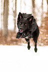 adult Border Collie