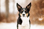 adult Border Collie