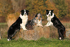 dogs