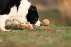 Border Collie