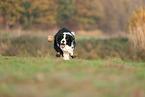 Border Collie