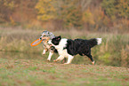 dogs