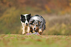 dogs