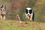 Border Collies
