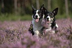 Border Collies
