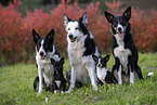dogs