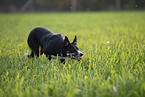 Border Collie