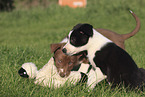Border Collie Puppies