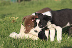 Border Collie Puppies