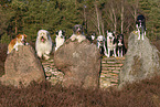 dogs