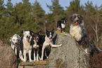 dogs