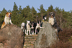 dogs