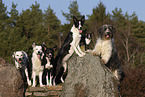 dogs