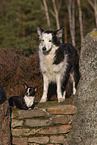 dogs