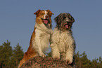 dogs