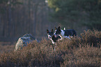 Border Collies