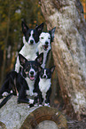 dogs