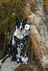 dogs