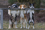 dogs