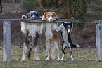 dogs