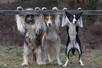 dogs