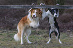 dogs