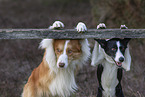 dogs