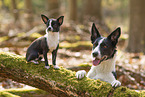 dogs