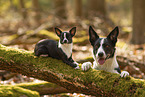 dogs
