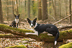 dogs