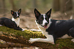 dogs